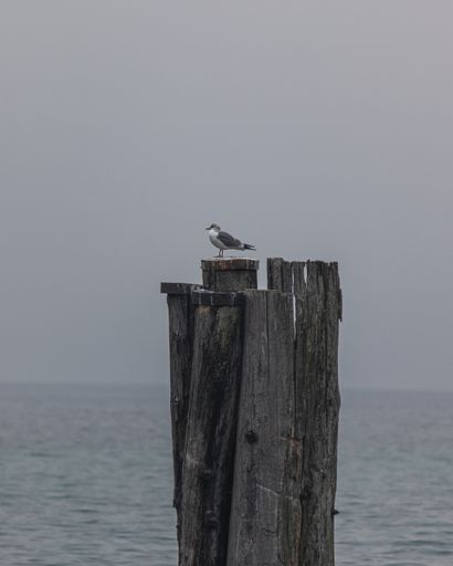A vertical shot of a seabird standing on a wooden log in the beach with a cloudy gray sky in the background
