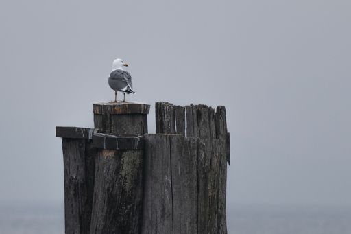A beautiful shot of a seagull standing on a wooden log with a gray background