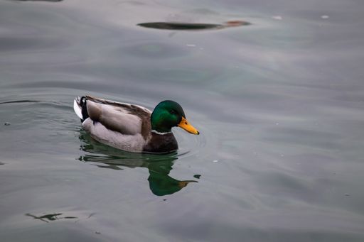 A high angle shot of a mallard swimming in the water