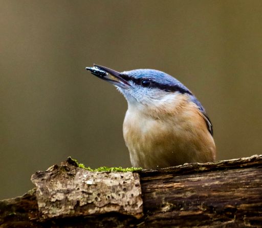 A closeup of a Nuthatch perched on a mossy tree stump