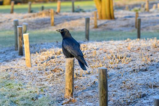 A carrion crow perched on a wooden post in a meadow covered with a light layer of snow. Deurne