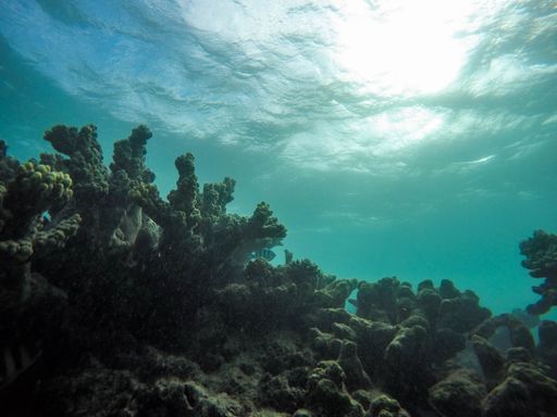 A beautiful shot of underwater plants