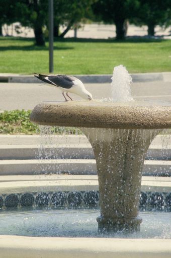 A vertical shot of a bird drinking water out of the fountain