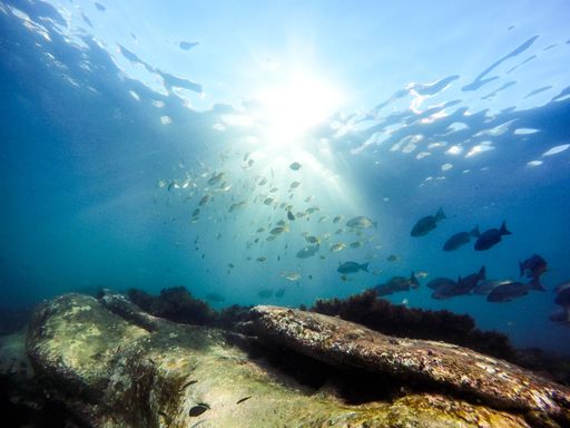 A beautiful underwater shot of a school of fishes swimming up towards light