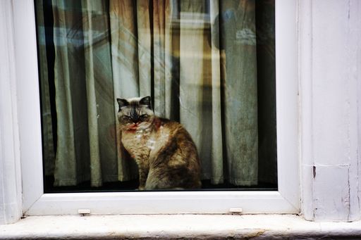 A cute tabby cat sitting on a white window