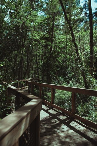 A vertical shot of a narrow wooden footbridge through lush green forest