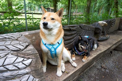 A selective focus of brown and black shiba-inu dogs with collars looking at something a park
