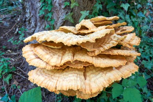 A closeup shot of a pile of sulfur yellow tinder growing on a rotten tree in a forest
