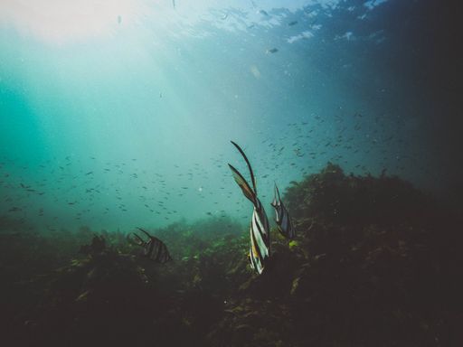 An underwater beautiful shot of exotic fish swimming in large groups on a sunny day in the ocean