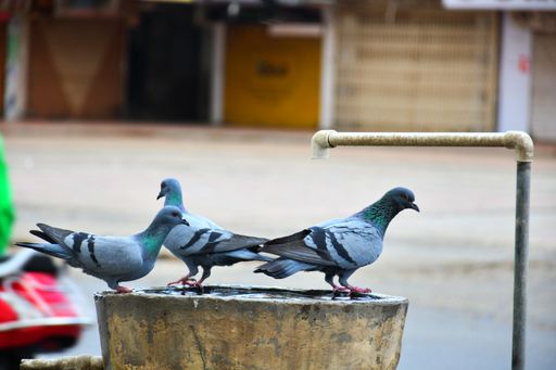 A selective focus shot of pigeons perched on a rural wooden sink with a spigot