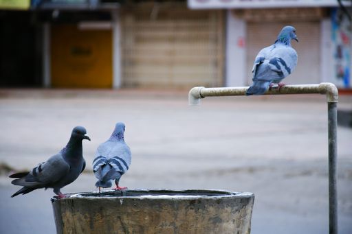 A selective focus shot of pigeons perched on a rural wooden sink and its spigot