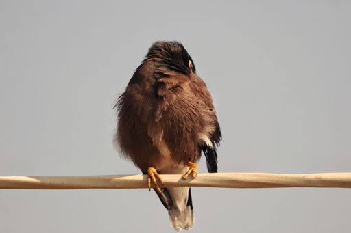 A closeup shot of a common myna bird perched on a branch