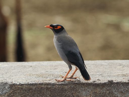 A closeup shot of a common myna bird perched on a concrete surface