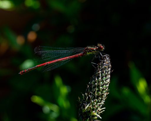 A selective focus shot of a dragonfly on the green leaf