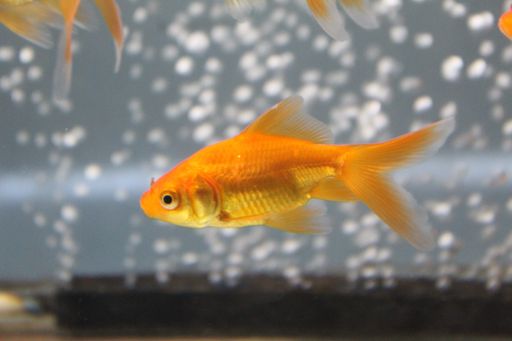 A closeup shot of goldfish swimming in an aquarium