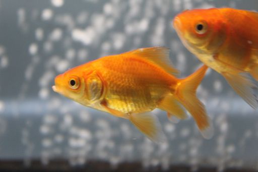 A closeup shot of goldfish swimming in an aquarium