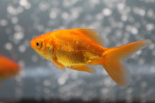 A closeup shot of goldfish swimming in an aquarium