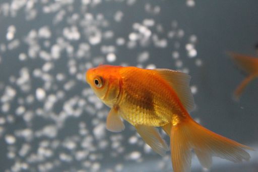 A closeup shot of goldfish swimming in an aquarium