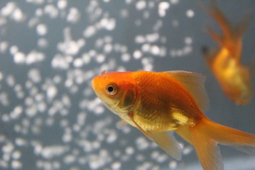 A closeup shot of goldfish swimming in an aquarium