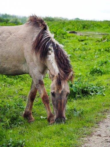 A vertical shot of a horse in a green field during daylight