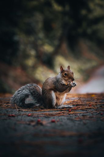 A cute eastern gray squirrel eating while sitting on the road near the fores