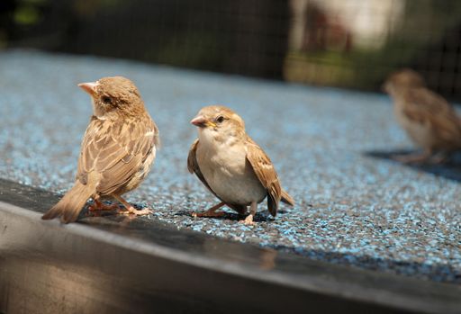 A closeup shot of two cute tiny sparrows perched on a concrete surface