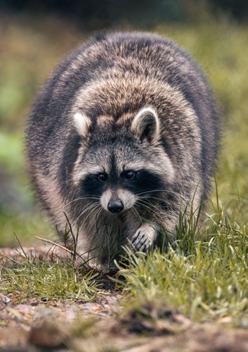 A cute raccoon with its front paws extended, on a green trail