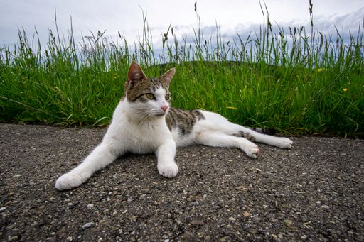 A closeup of a cat lying outdoors on the ground on a cloudy day