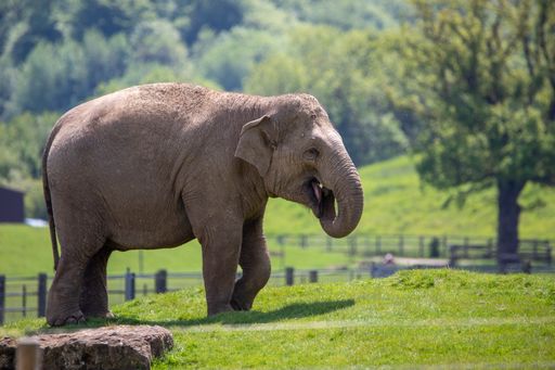 A beautiful view of an adult elephant walking in ZSL Whipsnade Zoo, United Kingdom