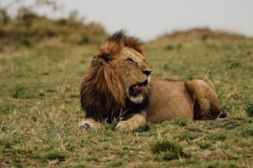 A lion resting on grass, mouth wide open.