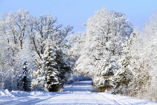A picturesque winter scene featuring a snow-covered road flanked by numerous trees.