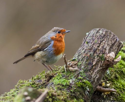 A robin bird perched on a mossy branch, surrounded by greenery.