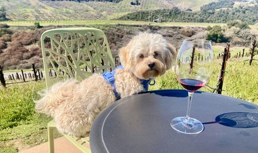 A cute Maltipoo puppy in the vineyard