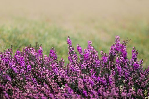 A selective focus shot of purple flowers with a blurred background