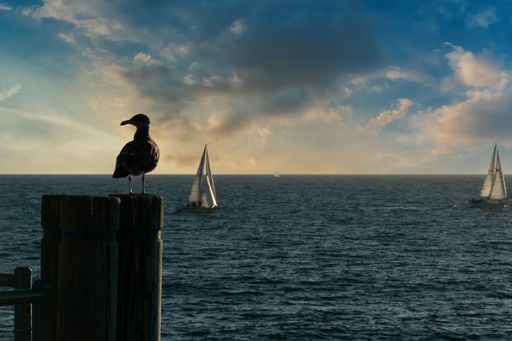 A seagull perched on the wooden post against the backdrop of the ocean and sailboats. Redondo Beach