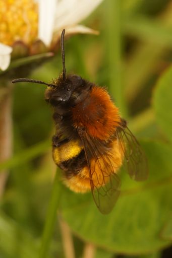 Natural vertical closeup on a colorful fluffy female Tawny mining bee, Andrena fulva perched on a grass straw