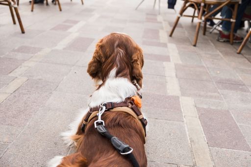 A back view of a brown Cocker Spaniel dog walking outside with a leash
