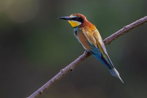 A bee eater perched on twig, gazing into the distance