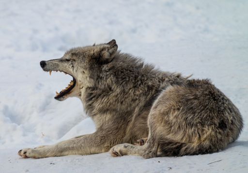 A majestic grey wolf resting gracefully on snow, with a loyal dog by its side