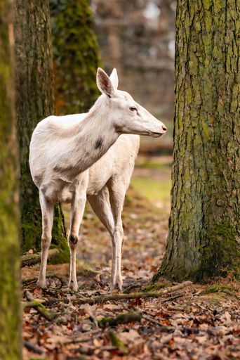 A deer gracefully positioned next to a beautiful tree.