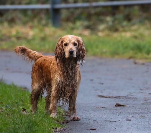 A wet cute Spaniel dog standing under the rain
