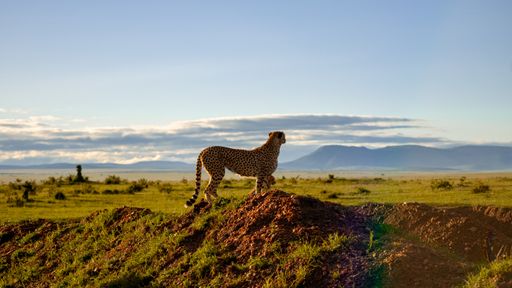 A cheetah majestically perched atop earth mound