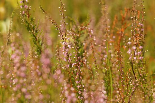 Natural closeup on an aggregation of flowering Heather, Calluna vulgaris, in the field