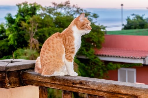 A selective focus of an orange cat on a wooden railing in a balcony