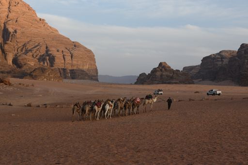 A Local Beduin man walking his camels in Wadi Rum desert in Jordan