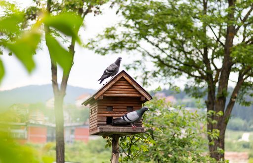 A closeup shot of pigeons perched on the birdhouse