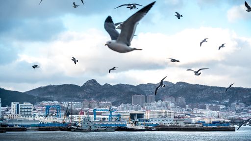 A group of seagulls soaring over a serene body of water, Happiness Park, Weihai City, Shandong Province, China