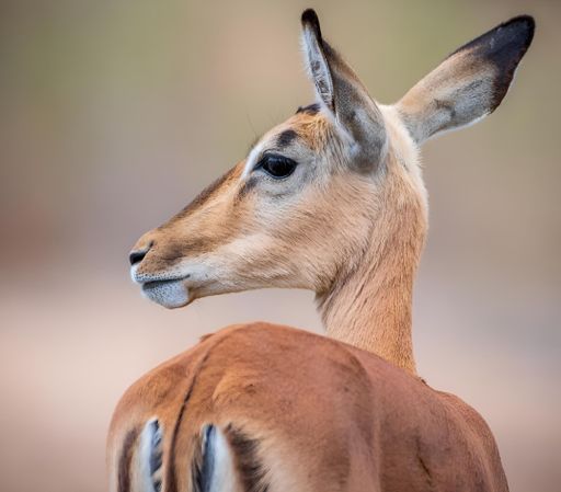 A gazelle standing in grass, gazing ahead, with dirt backdrop