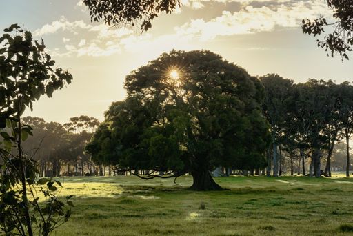 A magical shot of A big tree in a jungle field surrounded by grass and the sun peeking through leaves