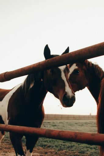 A vertical shot of two horses next to each other behind metal bars